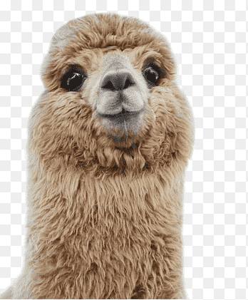 vicuña