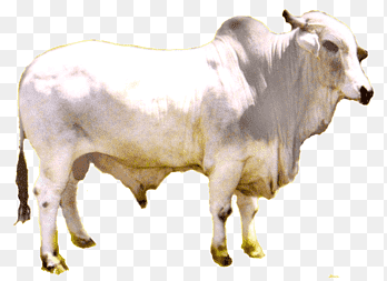Zebu