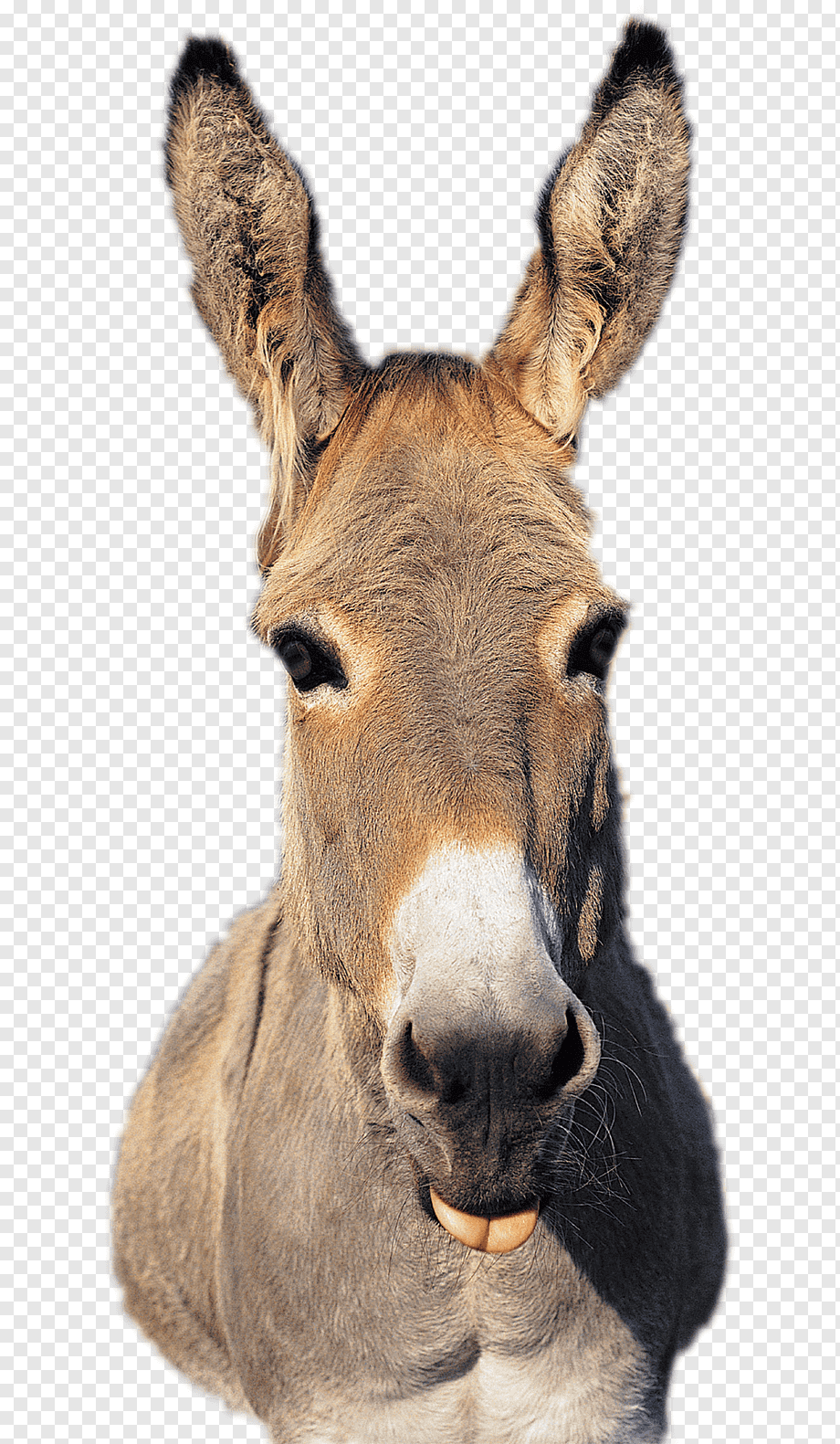 Donkey