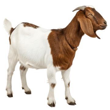 Goat