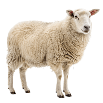 Sheep