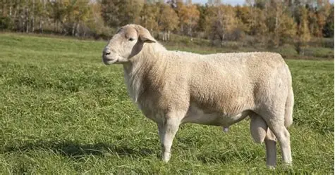 Katahdin Sheep